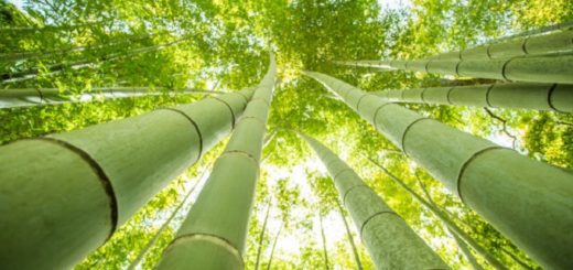 Bambú Japonés